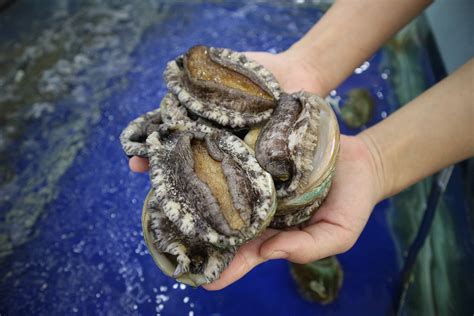 小鮑魚多少錢一隻？這價格背後的海洋生態與飲食文化探索